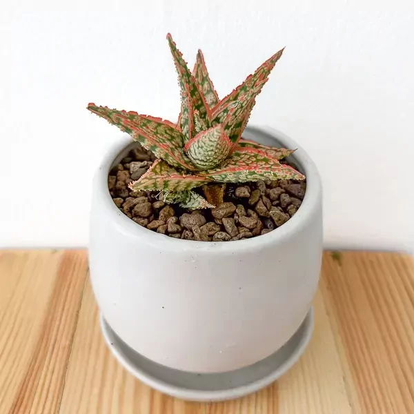 Aloe 'Pink Blush' - Aloe Pink Blush