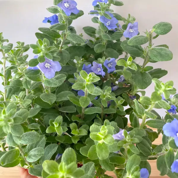 Close-up of a bushy ground morning glory plant with numerous small, vibrant blue flowers and fuzzy green leaves.