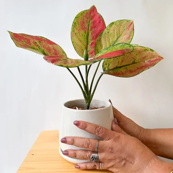 Red Aglaonema plant in a white pot held by hands, with green and red variegated leaves.
