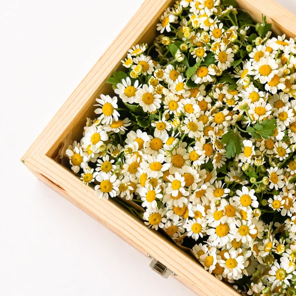 Wooden box filled with many small white daisies with yellow centers.