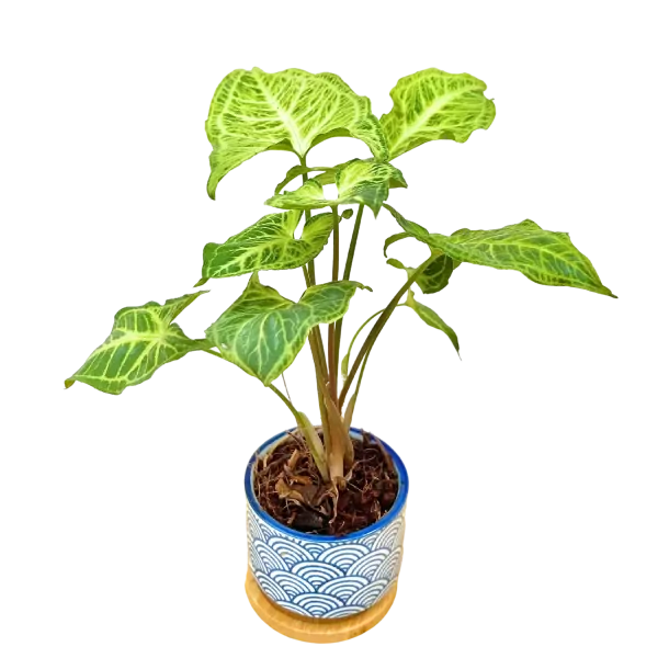 Syngonium Batik, Known to Bring Wealth
