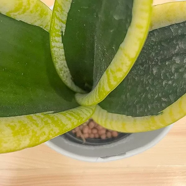Sansevieria Black Superba Plant - Superba Plant