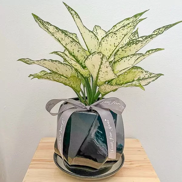 White Aglaonema Plant - Aglaonema Plant