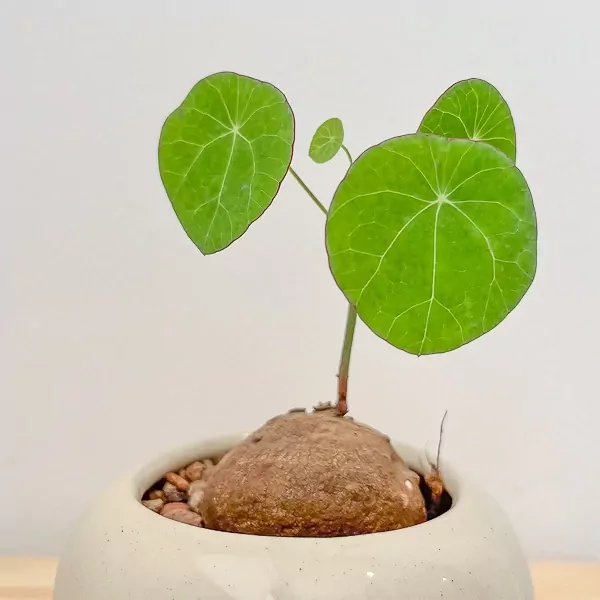 Stephania erecta plant with large, round green leaves and a bulbous base in a white Nordic pot.