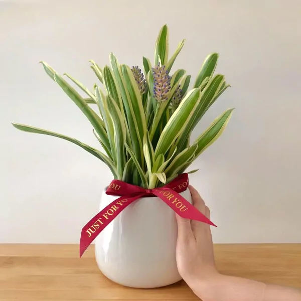 Matchstick Bromeliad Flowering Plant - 35cm