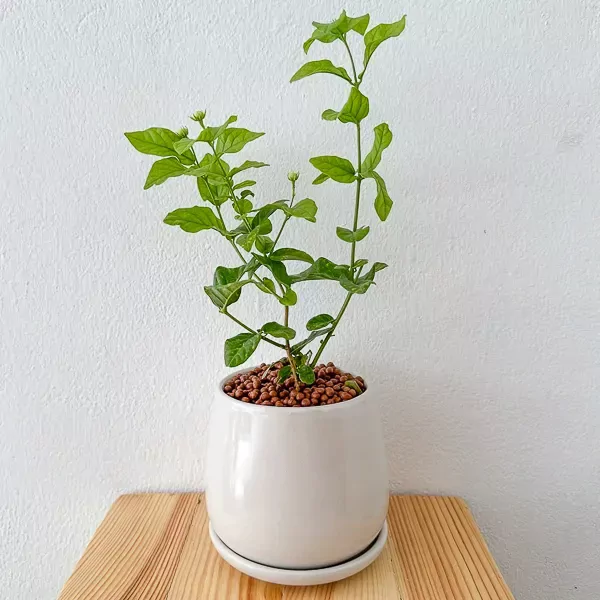 Jasmine Tree in Ceramic Pot - Jasmine tree in ceramic pot