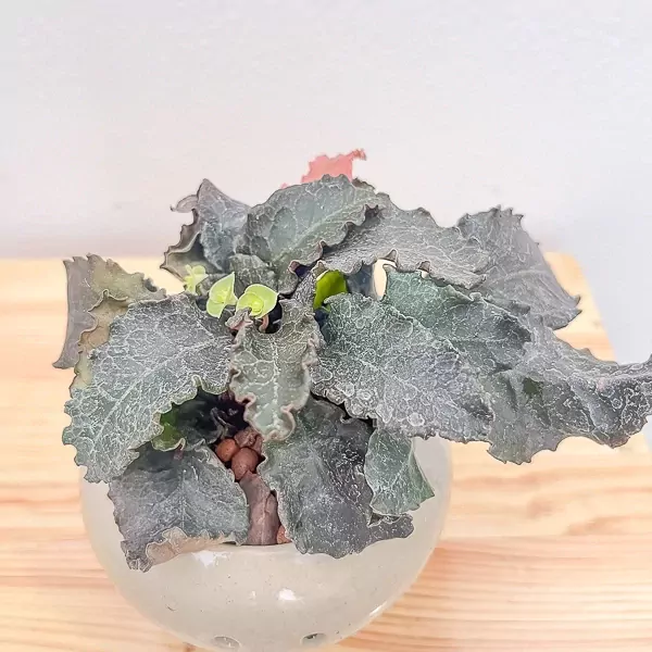 Euphorbia Francoisii Lucky Plant - Lucky plant