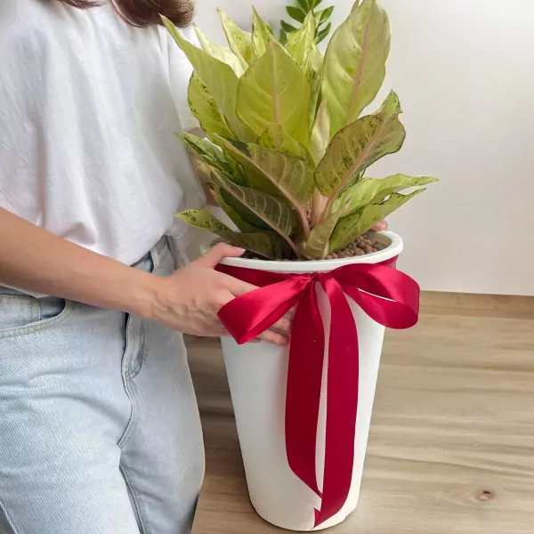 Lucky Tree Plant - 65cm