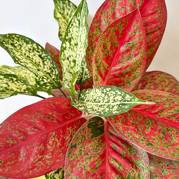 Red and green variegated leaves of an Aglaonema plant with white specks.
