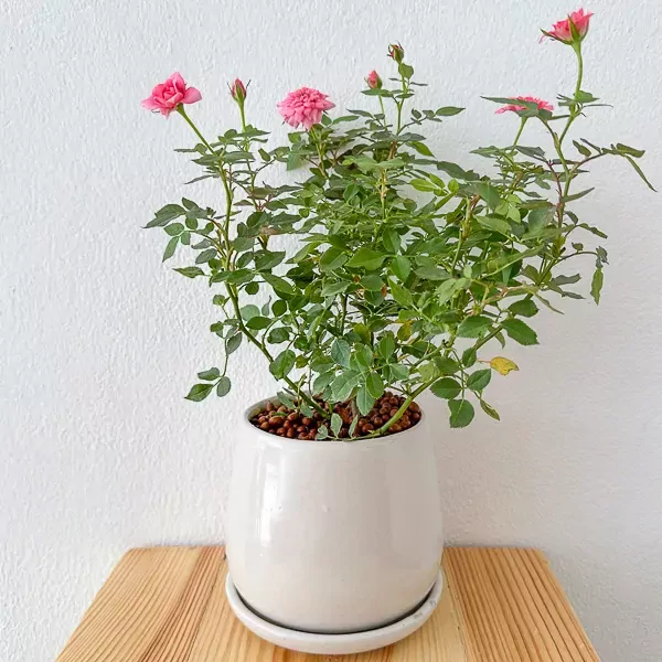 Miniature Pink roses in a Ceramic pot - miniature pink roses