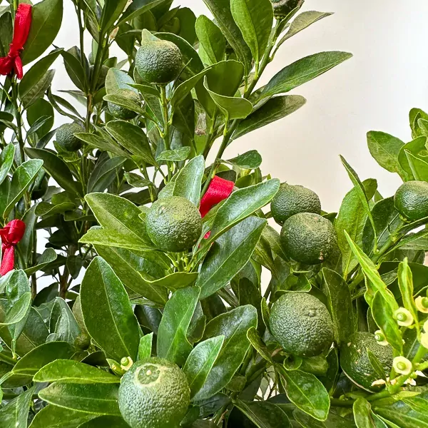 Close-up of a kumquat tree with many small green fruits and red ribbons.