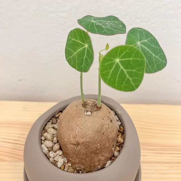 Stephania Erecta Office Plant - Stephania Erecta Office Plant