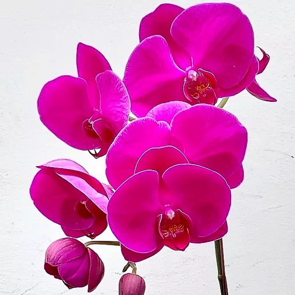 Unity in Purple Orchid - Unity in Purple