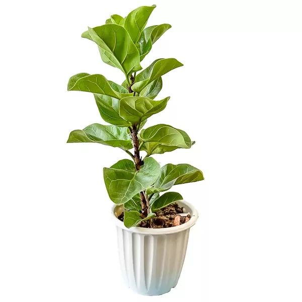Fiddle leaf fig plant in a white pot with green leaves and a white background.