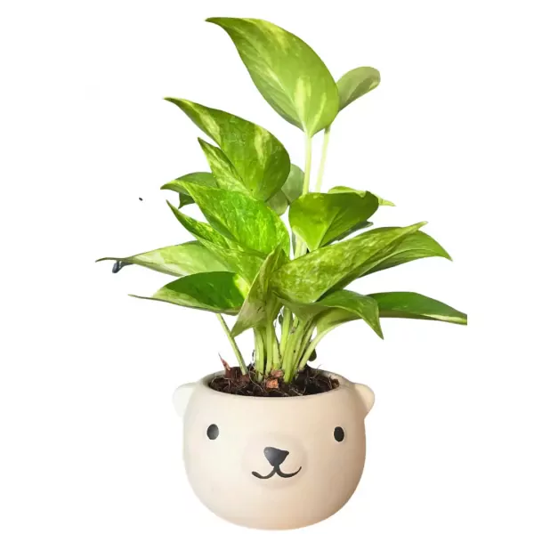 Devil's Ivy in Bear Shaped Potted Plant