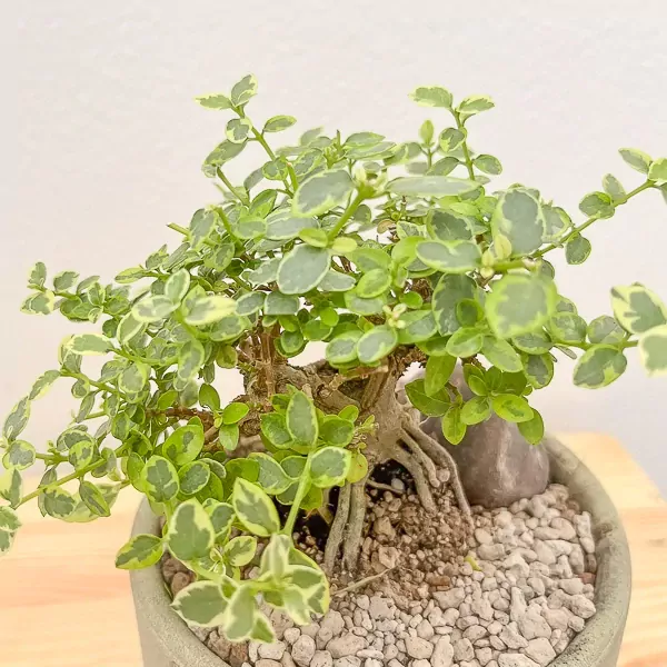 Premna Variegated Wealth Plant - Premna