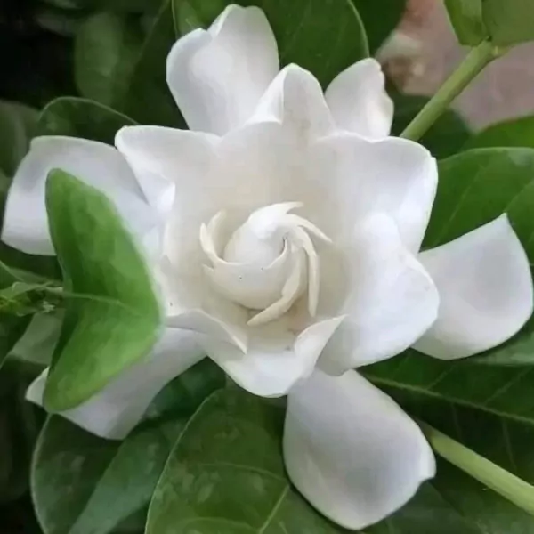 Close-up of a white Gardenia flower with lush green leaves.