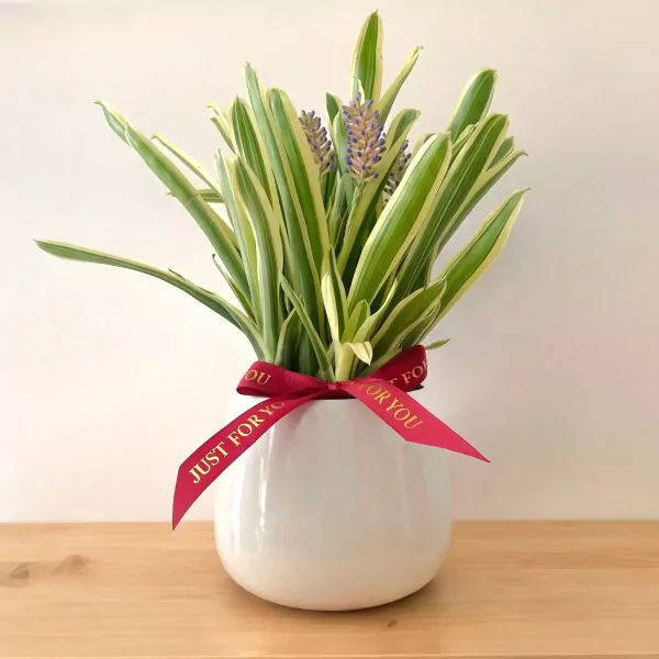 Matchstick Bromeliad Flowering Plant - 35cm