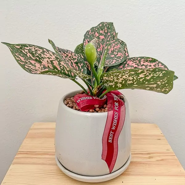 Pink-splashed green Aglaonema plant in a white pot with "Best Wishes For You" ribbon.
