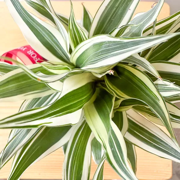 Variegated green and white leaves of a Belgian Evergreen plant spiral upwards from a wooden surface.