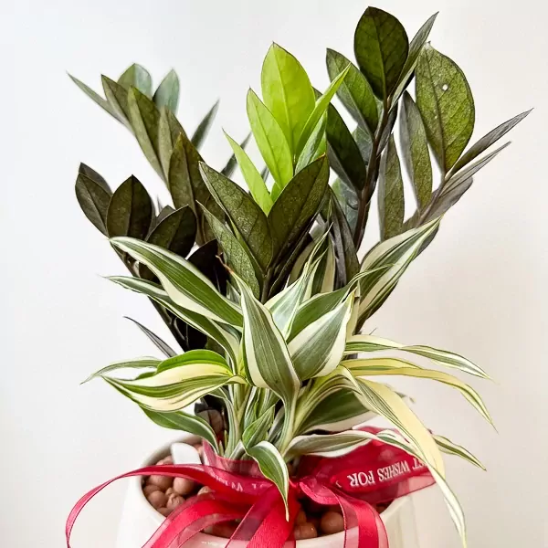 Variegated Zanzibar Gem and dark leaf plants in white pot with red ribbon.