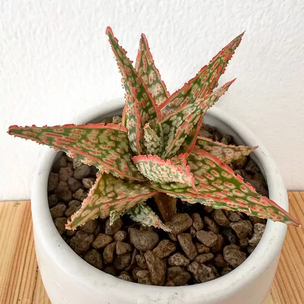 Aloe 'Pink Blush' - Aloe Pink Blush