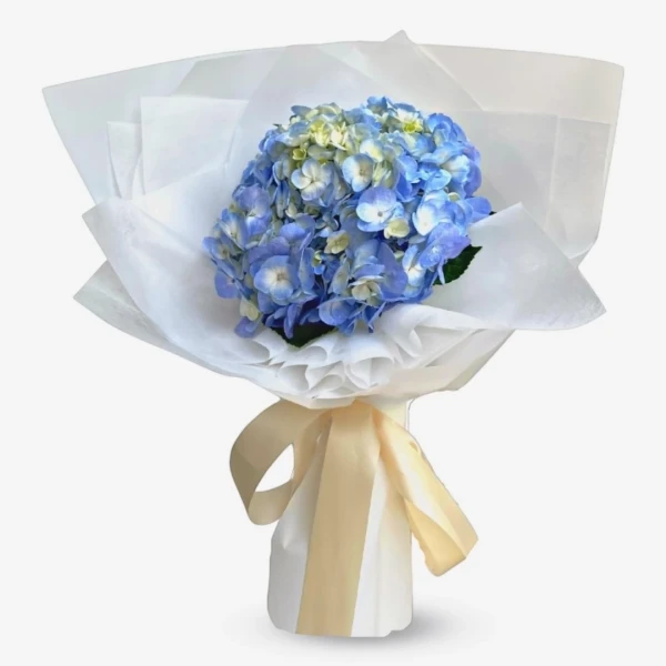 Bouquet of blue hydrangeas wrapped in white paper, tied with a beige ribbon.