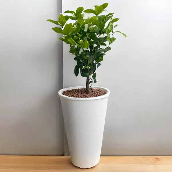 Pure Jasmine Tree Plant - 80cm