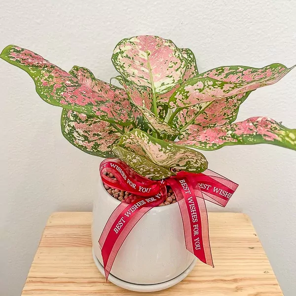 Aglaonema Tricolor Indoor Plant - Tricolor