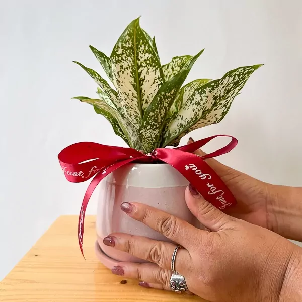Hands holding a potted Aglaonema plant with white and green variegated leaves, tied with a red ribbon.
