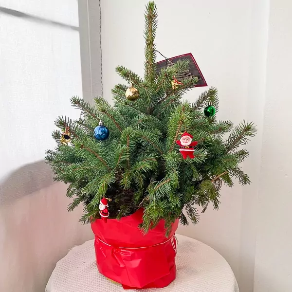 A small, undecorated live Christmas tree in a red pot, with a few small ornaments.