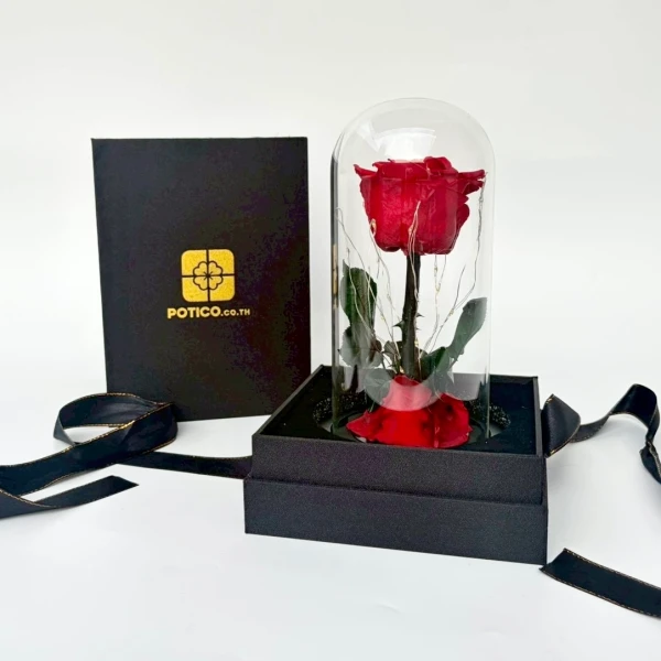 Red preserved rose under glass dome with lights, presented in a black box with ribbon.