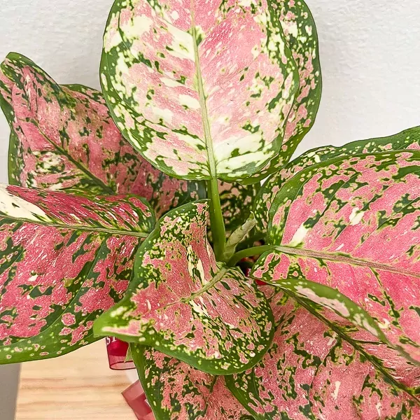 Aglaonema Tricolor Indoor Plant - Tricolor