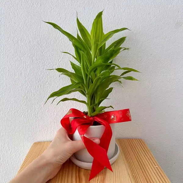 Dracaena sanderiana in ceramic pot - Dracaena Sanderiana