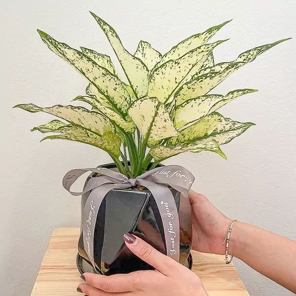 White Aglaonema Plant - Aglaonema Plant