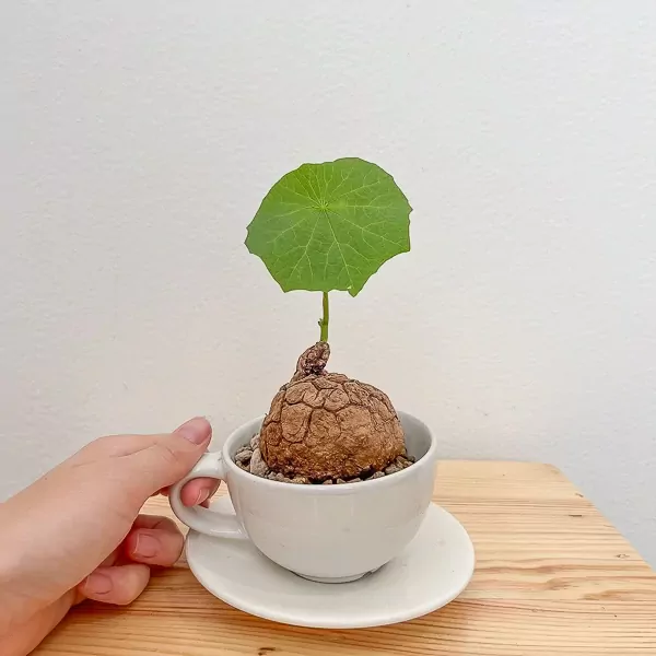 Stephania Suberosa Plant - Stephania Suberosa Plant