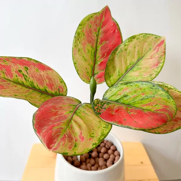 Red Aglaonema plant with vibrant red and green variegated leaves in a white pot.