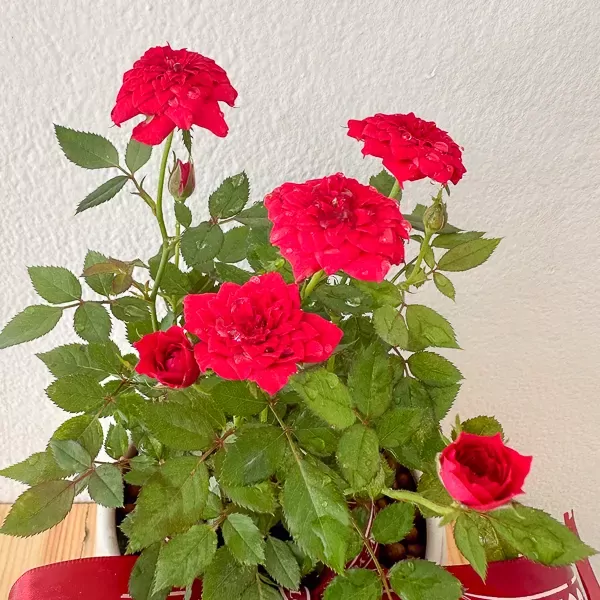 Miniature Red roses in a Ceramic pot - miniature red roses