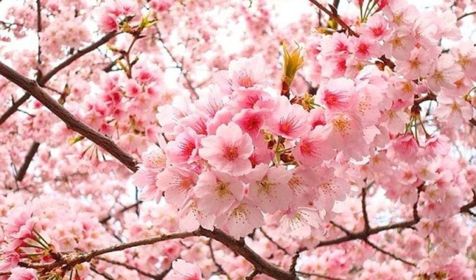 Hoa Đào - Potico.vn | Hoa Tươi Giao Trong Ngày | Ý Tưởng Quà Tặng Độc Đáo