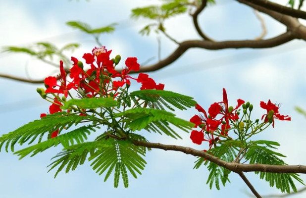 Hoa Phượng
