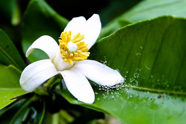 Pomelo Flowers