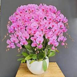 Lan Hồ Điệp Hồng Phát Lộc