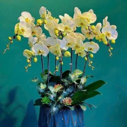Butter Green Phalaenopsis Orchid Wealth