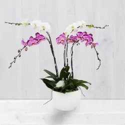 5-canh.webp