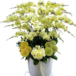 Butter Green Phalaenopsis Orchid