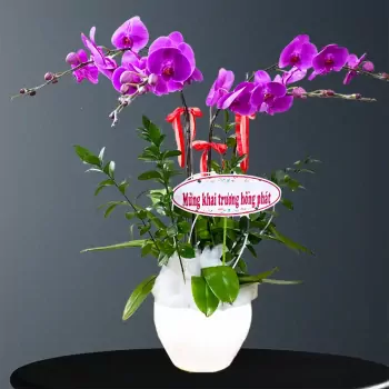 Chậu Hoa Lan Peace and Prosperity