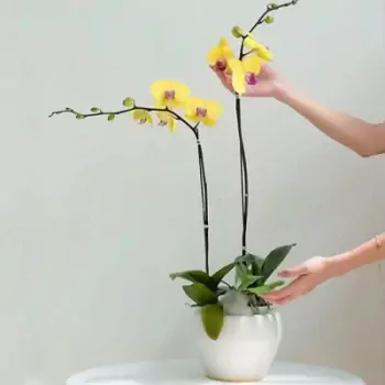 Chậu Hoa Lan Phát Đạt