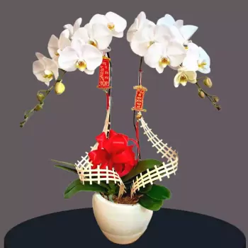 AnyConv.com__vịt len (5).webp