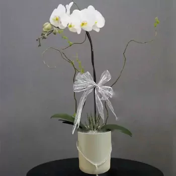 an-nhien (1).webp