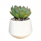 Close-up of a green succulent plant in a white ceramic pot with decorative pebbles.